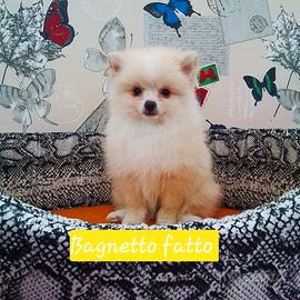 Volpino Pomerania femmina