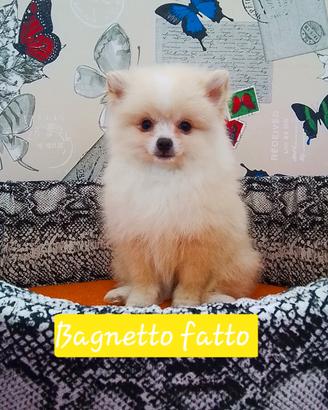 Volpino Pomerania femmina