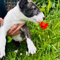 Bull terrier miniature