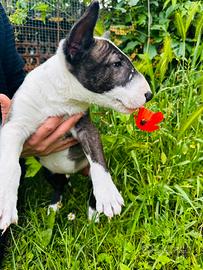 Bull terrier miniature
