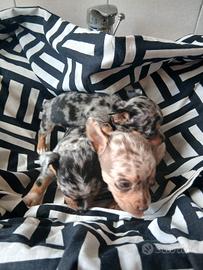 Cuccioli pincher arlecchino