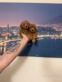 barboncini mini toy 