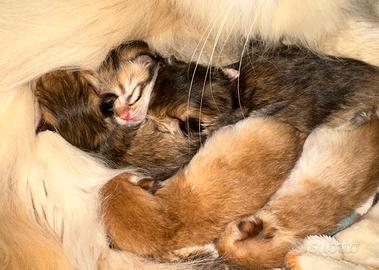 Gatto British Longhair Shorthair Golden