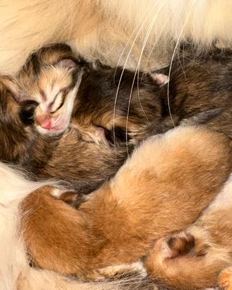 Gatto British Longhair Shorthair Golden