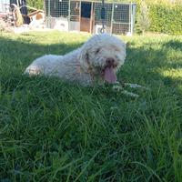 Cucciolo Lagotto romagnolo