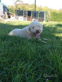 Cucciolo Lagotto romagnolo