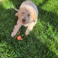 Lagotto romagnolo