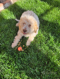 Lagotto romagnolo