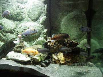 Sfondo per acquario
