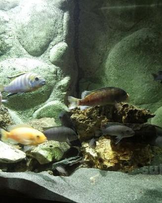 Sfondo per acquario