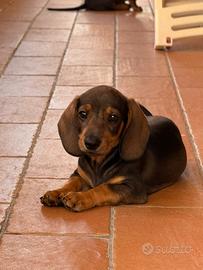 Cuccioli bassotto