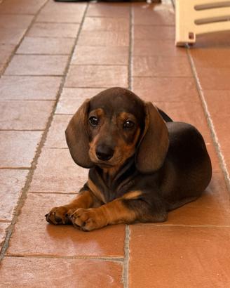 Cuccioli bassotto