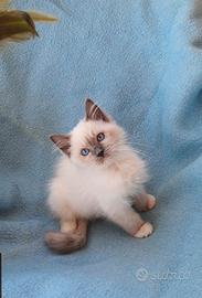 Gatto razza Ragdoll