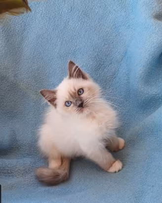 Gatto razza Ragdoll