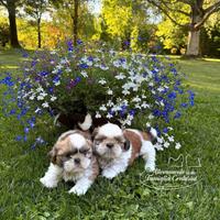 Shihtzu cuccioli