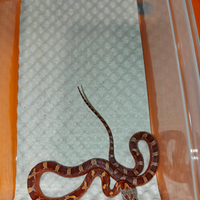 Elaphe guttata/serpente del grano