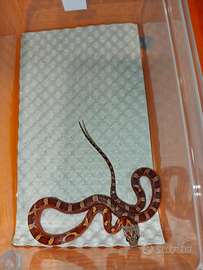 Elaphe guttata/serpente del grano