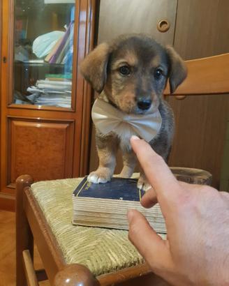 Cucciolo di taglia piccola simile bassottina