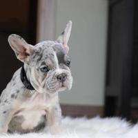 Cuccioli di bulldog francesi merle maschi femmine
