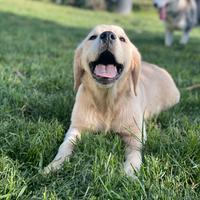 Cuccioli Golden Retriever