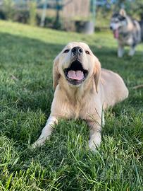 Cuccioli Golden Retriever