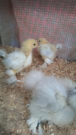 Pulcini di gallina Brahama