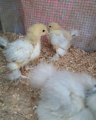 Pulcini di gallina Brahama