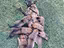 Immagine 5