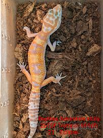 Geco leopardino Tremper