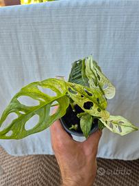 Monstera Adansonii Variegata 