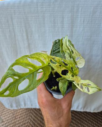 Monstera Adansonii Variegata 