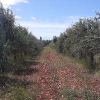 Oliveto con progetto per costruire