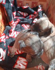Chihuahua cuccioli a pelo lungo