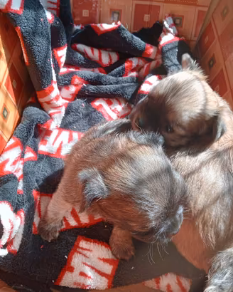 Chihuahua cuccioli a pelo lungo