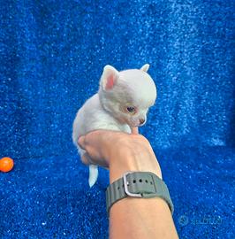 Chihuahua mini toy maschio femmina pedigree ENCI