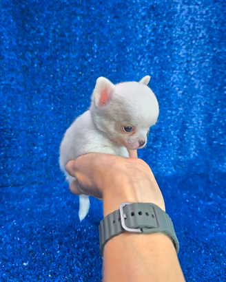 Chihuahua mini toy maschio con pedigree ENCI