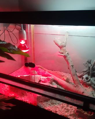 Pogona maschio riproduttivo