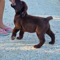 Cuccioli di Labrador - Figli di Campioni