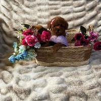 Cucciola barboncina toy red