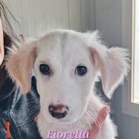 Meravigliosa cucciola 3 mesi in adozione