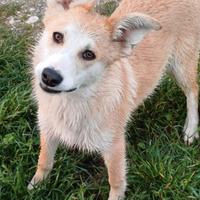 Giuly 5 mesi tg contenuta in adozione