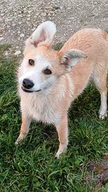 Giuly 5 mesi tg contenuta in adozione