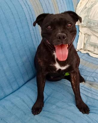 Staffordshire bull terrier