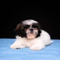 Cucciolo di shih tzu