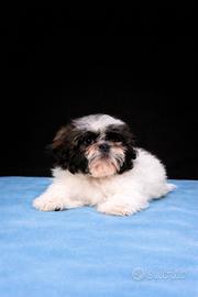 Cucciolo di shih tzu