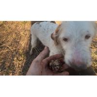 Cane da tartufo