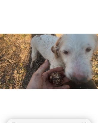 Cane da tartufo
