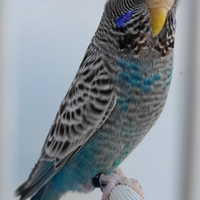 Cocorite faccia nera BF