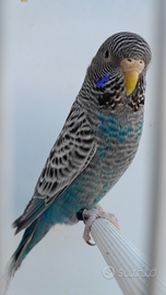 Cocorite faccia nera BF