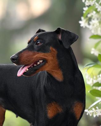 German pinscher Femmina 6 anni - pedigree ENCI